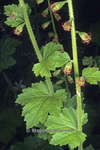 tellima grandiflora 1 graphic